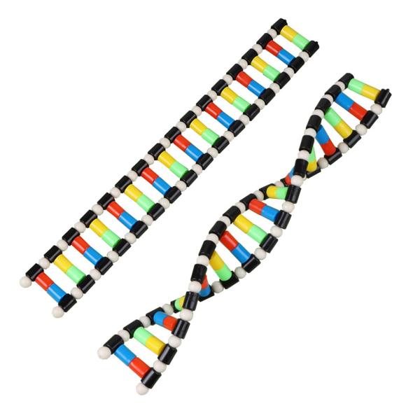 DNAモデル 二重らせん構造 学習用教材 生物科学教育用 組み立て式実験キット 学生向け理科教具