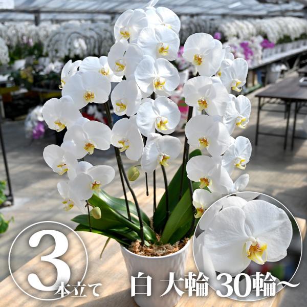monmiya_1186-50000676