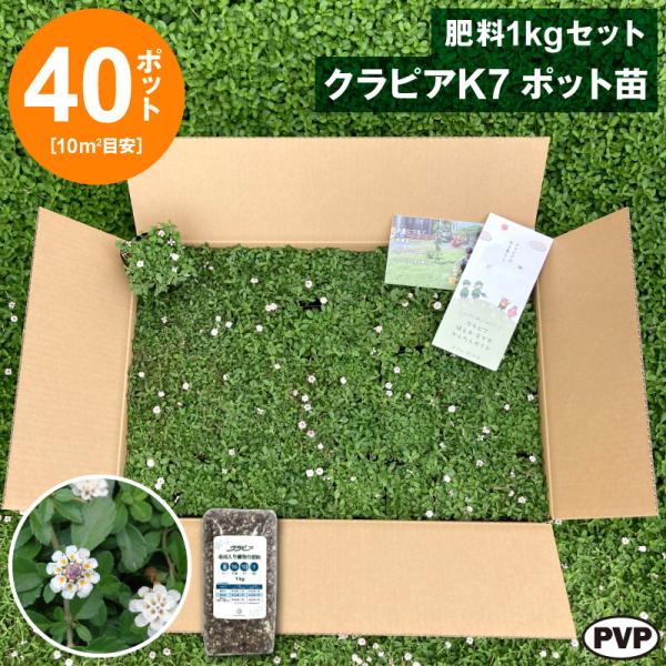 クラピアK7　ポット苗40個＋肥料1kgセット　送料無料 苗 花木 ポット苗 / 1215-70007412【WS】