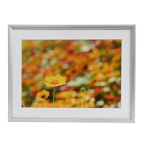  tWJ[ tHgt[ Vv  Ǌ| z Wp  xmtB A~z A32 Ch6؃TCY Vo[