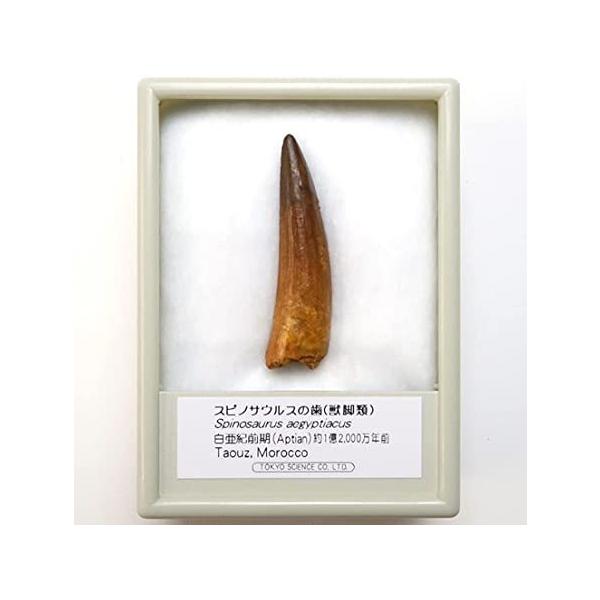 TOKYO SCIENCE スピノサウルスの歯 化石（獣脚類）約40mm 白亜紀前期