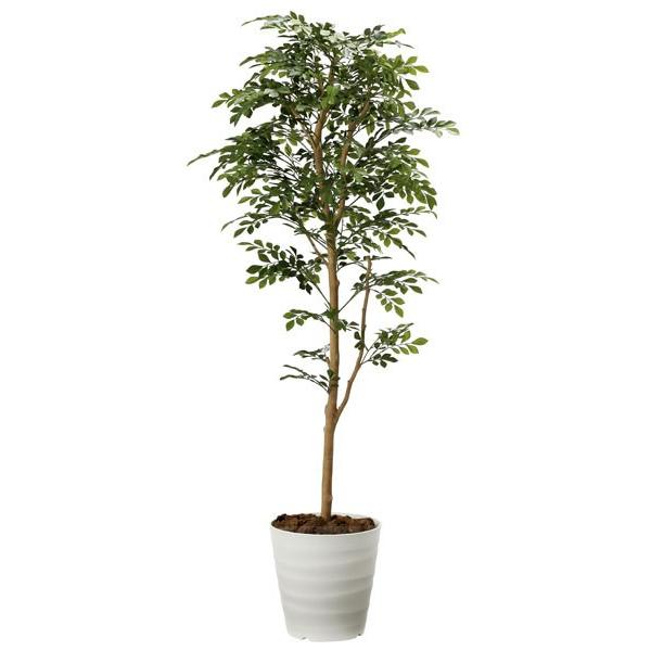 光触媒人工観葉植物 光の楽園 トネリコ1 6m 新商品 2107a300 40 光の楽園ショップ モントブレッテ 通販 Yahoo ショッピング