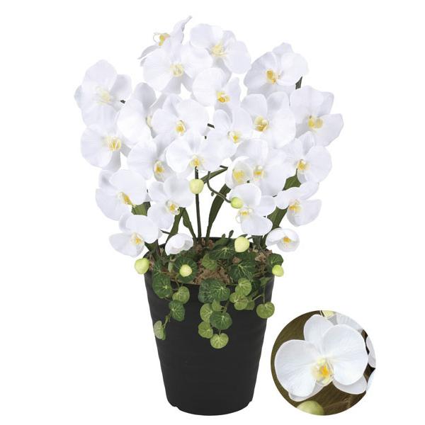 ■この商品は、営業日１３時までのご注文で当日出荷致します。【お届け日指定可能】※「立て札」または「メッセージカード」はサービスいたします。■お届けは出荷日の翌日です。ただし、北海道・九州・中国・四国地方は翌々日、沖縄は３日前後となります。【...