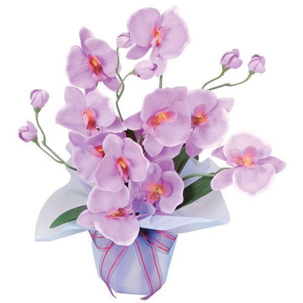 光触媒 胡蝶蘭（光触媒、造花の胡蝶蘭）光の楽園　ホットファレノ■商品サイズ：幅32cm 奥行23cm 高さ35cm■お部屋のアクセントや空間に彩りを添え、空気をキレイにするはたらきで、快適さとやすらぎの空間造りをお手伝いします。身近なところ...