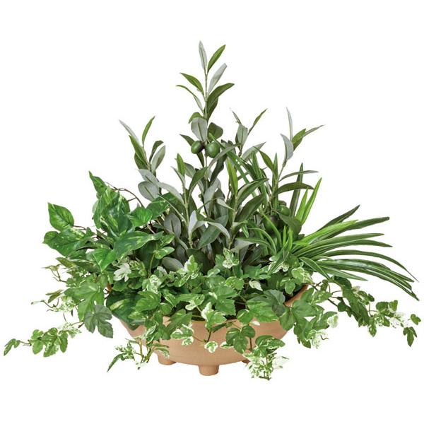 オリーブ 寄せ植えの人気商品 通販 価格比較 価格 Com