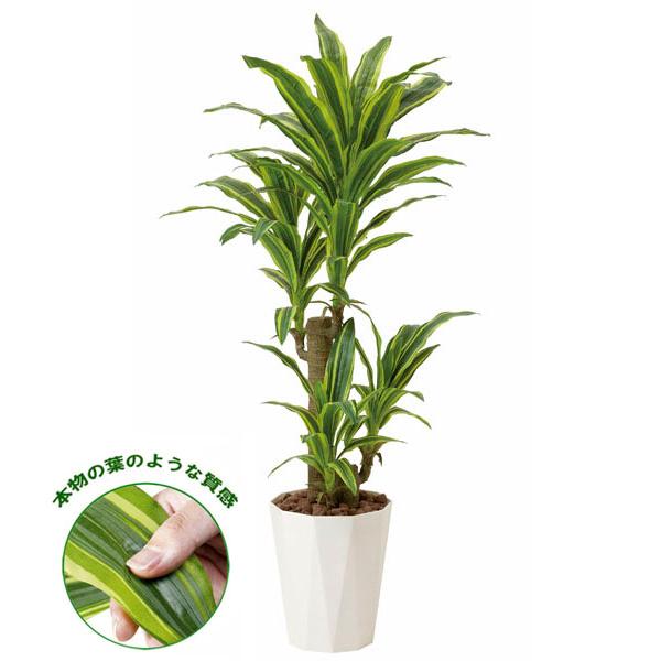 光触媒　人工観葉植物　ウォールグリーン　フレッシュドラセナ1.8 光の楽園 光触媒 人工観葉植物 ウォールグリーン フレッシュドラセナ