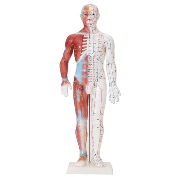 安心の定価販売】 経絡 経穴 ツボ 人形 人体模型 全長約55cm 鍼灸 生体