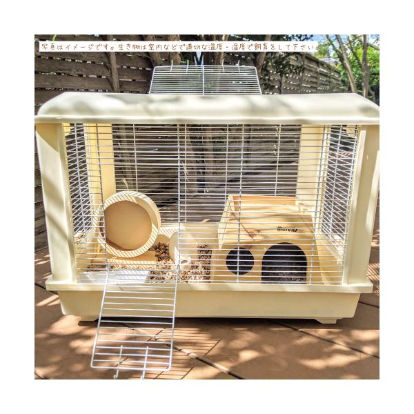 小動物ケージ ベージュ2つ　ハリネズミ、モルモットなど 小動物用ケージ ハムスター ハリネズミ モルモット ピュアなホワイト