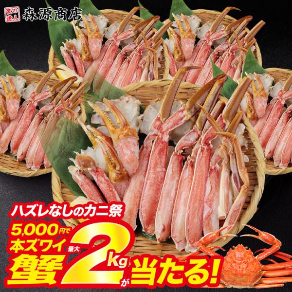 カニ 福袋 2026 最大2kgのズワイガニが当たるチャンス！ 本ズワイガニ かに 蟹 ズワイがに