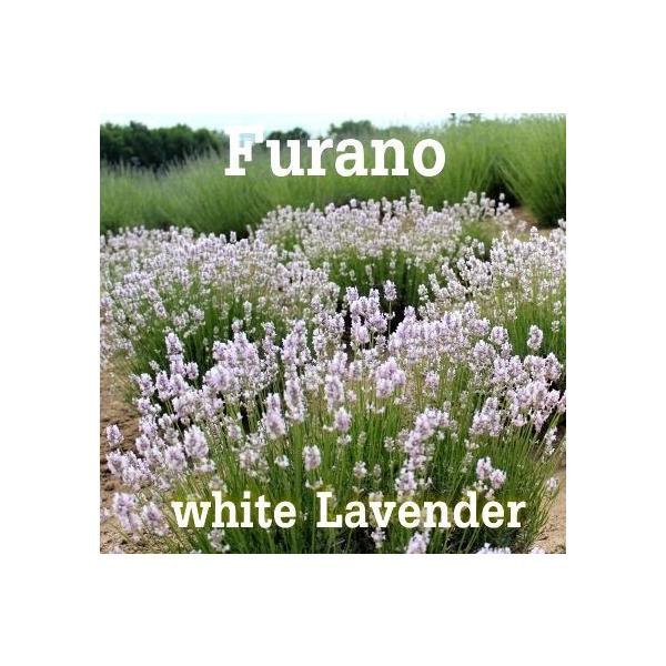 ドライフラワー ラベンダー富良野 ドライフラワー通販 送料無料 花束 女性に人気 ホワイトとパープルラベンダー ポプリプレゼント 限定数 北海道から送料無料 Buyee Buyee Japanese Proxy Service Buy From Japan Bot Online