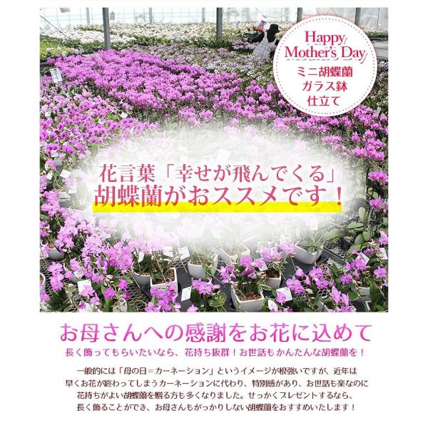 大人気ミニ胡蝶蘭 紫式部 は数量限定 母の日ギフト 19 選べる花色 ミニ胡蝶蘭 ガラス鉢仕立て Buyee Buyee 提供一站式最全面最專業現地yahoo Japan拍賣代bid代拍代購服務 Bot Online