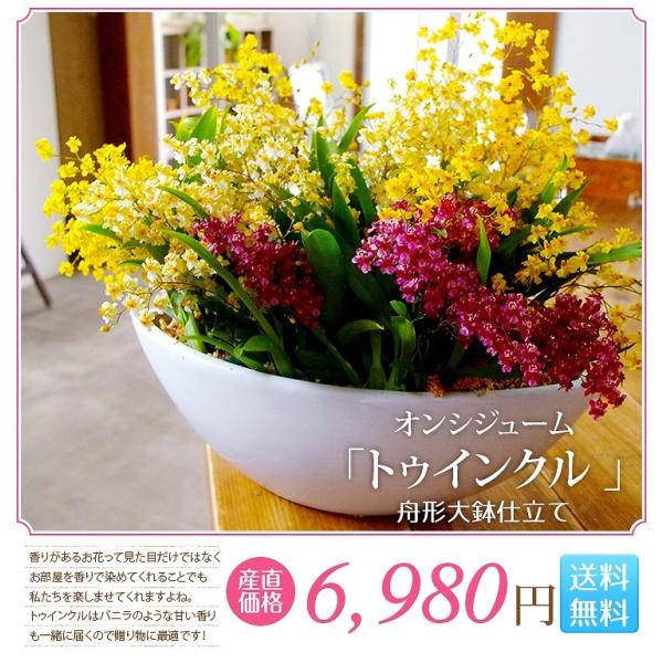 冬限定 香る洋ラン オンシジューム トゥインクル フレグランスファンタジーmix 陶器 鉢花 ギフト用 ボリューム満点の甘い香りの贈り物 オンシジウム 洋蘭 Buyee Buyee 日本の通販商品 オークションの代理入札 代理購入