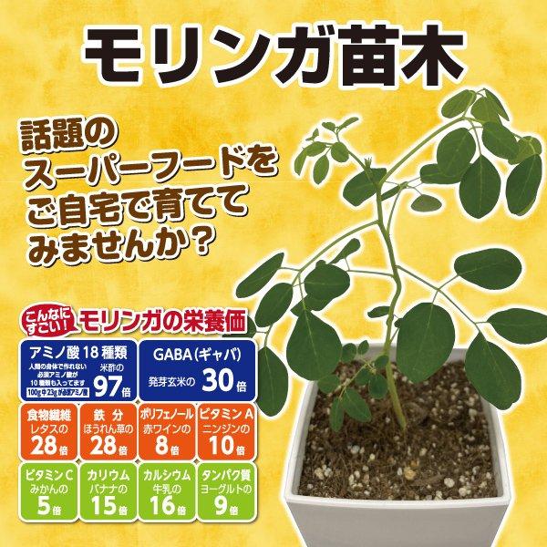 モリンガ苗木 : 森のサプリ モリンガ - 通販 - Yahoo!ショッピング