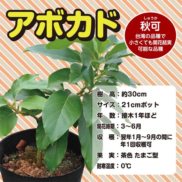 アボカド苗木 Avocado 秋可 21cmポット 苗 家庭菜園 鉢植え 栽培 アボガド Avocado 岩田屋ショッピングモール 通販 Yahoo ショッピング