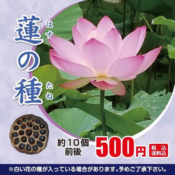 激レア品種ハス インド蓮の種１０個の出品です 来年発芽用 激レア品種ハス インド蓮の種10個の出品です 来年発芽用