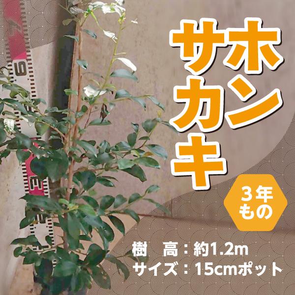 5本セット】ホンサカキ 本榊 3年もの 15cmポット : 岩田屋ショッピング