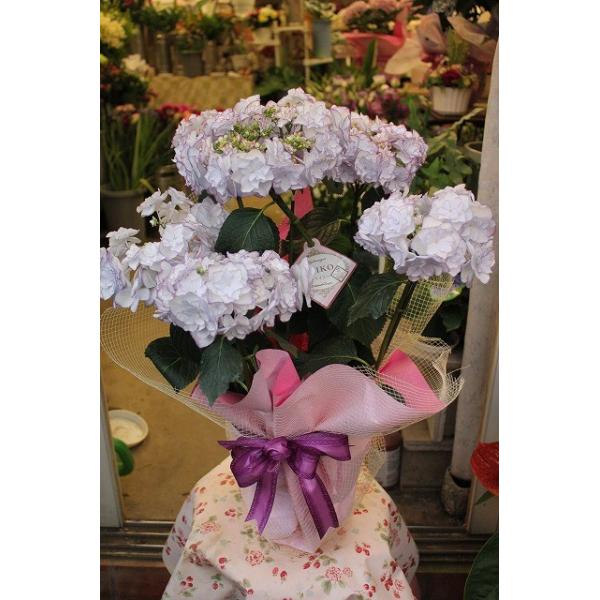 16 ｎew 剪定植え替えアジサイ ケイコ Keiko ブルー 青色替え肥料 普通肥料入り骨粉付 ６号ロングスリット Buyee Buyee Japanese Proxy Service Buy From Japan Bot Online