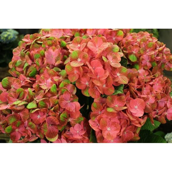 16 アジサイ マジカル グリーンファイヤーレッド ６号鉢ラッピング込 Buyee Buyee 日本の通販商品 オークションの代理入札 代理購入