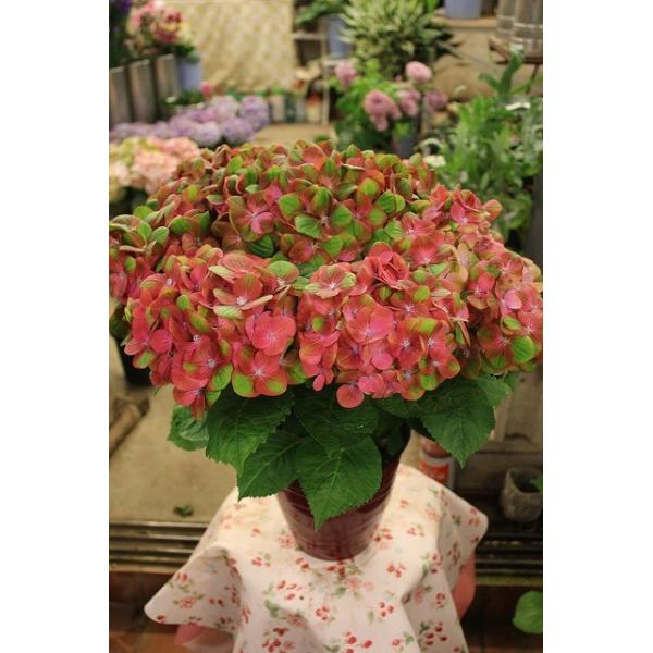 16 アジサイ マジカル グリーンファイヤーレッド ６号鉢ラッピング込 Buyee Buyee 日本の通販商品 オークションの代理入札 代理購入