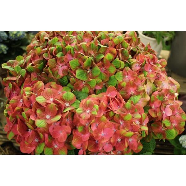 16 アジサイ マジカル グリーンファイヤーレッド ６号鉢ラッピング込 Buyee Buyee 日本の通販商品 オークションの代理入札 代理購入