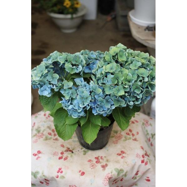 16 秋色アジサイ ラピスラズリ ブルー ３ ５号ポット Buyee Buyee 日本の通販商品 オークションの代理入札 代理購入