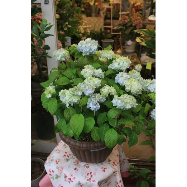 16 山アジサイ 銀河 ミニてまりアジサイ ８号鉢ラッピング込 16ajiyamgingae98 森農園ネットショップ 通販 Yahoo ショッピング