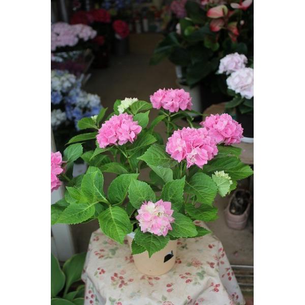 １８ New アジサイ 茜雲４号底面給水鉢 18ajiakanegugv14 森農園ネットショップ 通販 Yahoo ショッピング