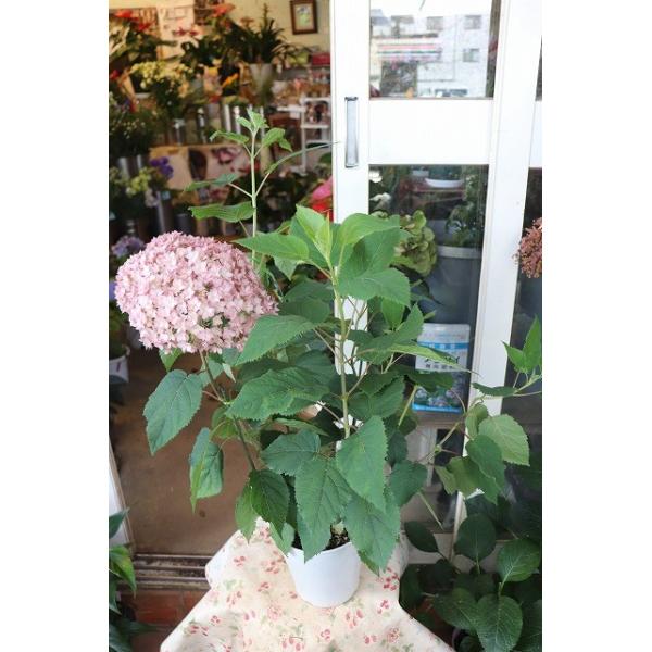 １８ アナベル ピンクアナベル べラアナ５号鉢 Buyee 日本代购平台 产品购物网站大全 Buyee一站式代购 Bot Online