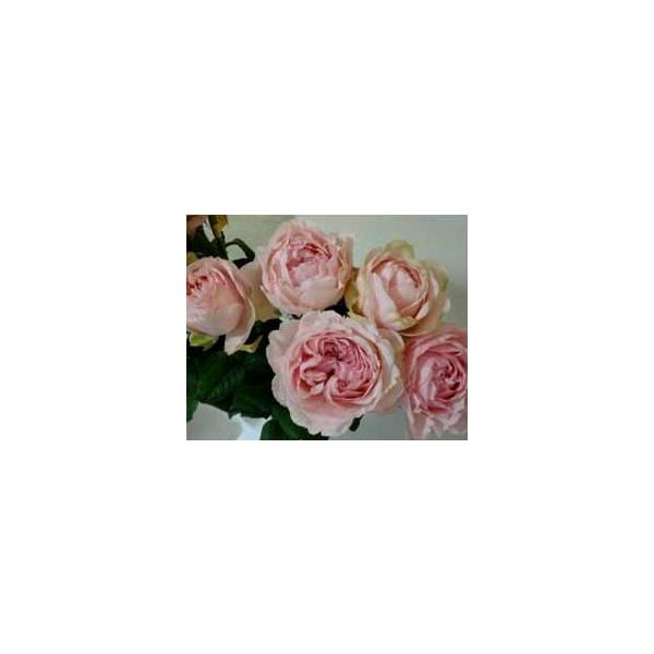 切り花 苗の人気商品 通販 価格比較 価格 Com