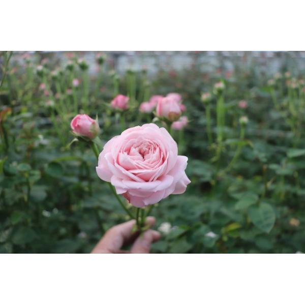 １８ New とげなし バラ苗 切り花品種接ぎ木 ｓｐフェアリーカップ２ ３号 購入前に下記の重大なコツなどを読んでください Buyee Buyee 提供一站式最全面最專業現地yahoo Japan拍賣代bid代拍代購服務 Bot Online