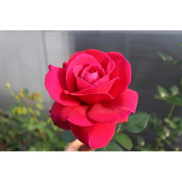 oc@@B^beB[S@i[Z[@؂ԕiڂ؁iAւPP`SR`SJŒA\@}jAKǁjPX