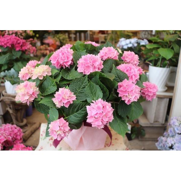 １９ 予約商品 アジサイギフト お届け日５ ８ 水 茜雲 あかねぐも ５号底面給水鉢ラッピング込み Buyee Buyee บร การต วกลางจากญ ป น ซ อจากประเทศญ ป น