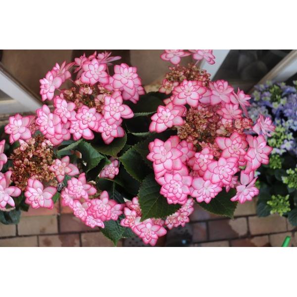 １９ アジサイ ひな祭りピンク５号鉢 Buyee Buyee Japanese Proxy Service Buy From Japan Bot Online