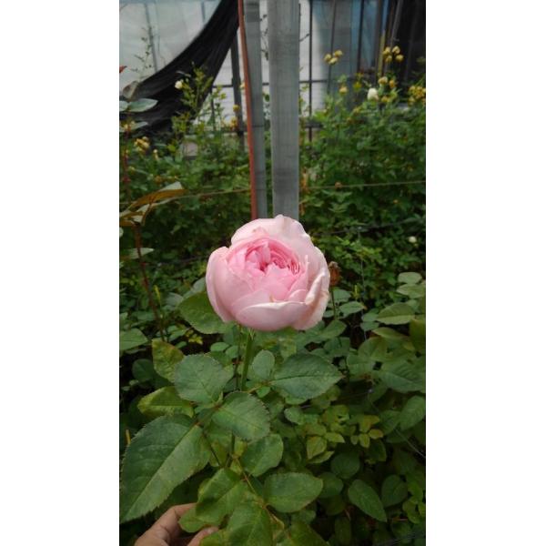 １９ New バラ苗 切り花品種接ぎ木 アベカムール４号超ロングポット Buyee Buyee Japanese Proxy Service Buy From Japan Bot Online