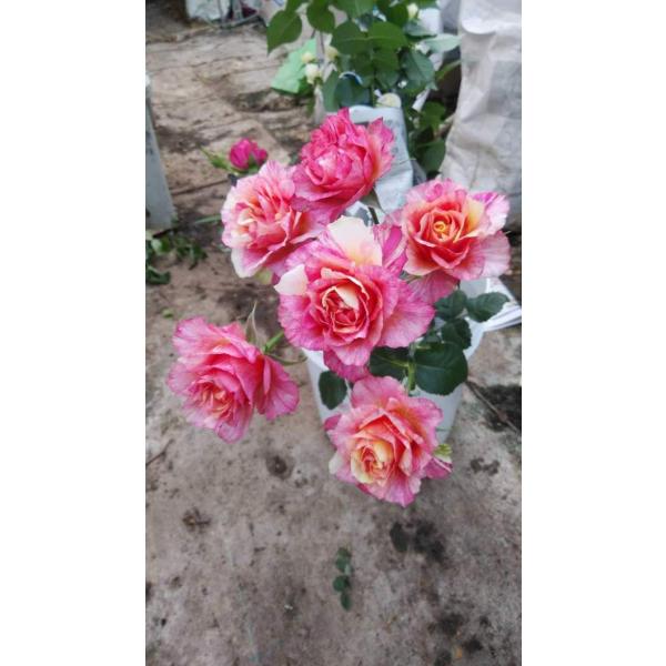 morinouen-