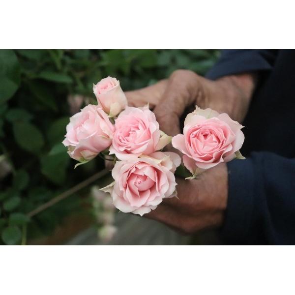 １９ New バラ苗 切り花品種接ぎ木 Sp Kn２８ ４０ ２ ３号 Dejapan Bid And Buy Japan With 0 Commission