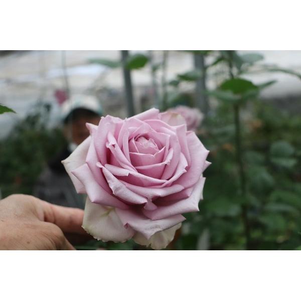 切り花 苗の人気商品 通販 価格比較 価格 Com