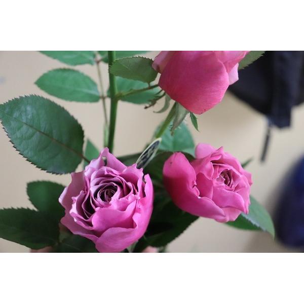 １９ New バラ苗 切り花品種接ぎ木 Kn２９ １２２パープルブラウン２ ３号 Buyee Buyee Japanese Proxy Service Buy From Japan Bot Online