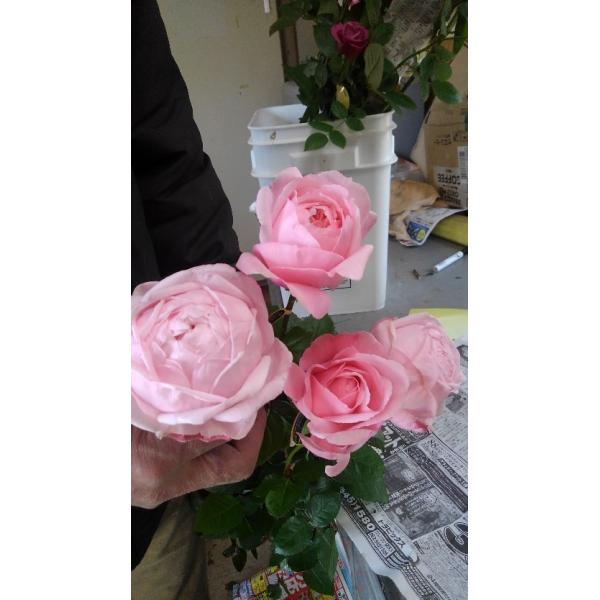 切り花 苗の人気商品 通販 価格比較 価格 Com