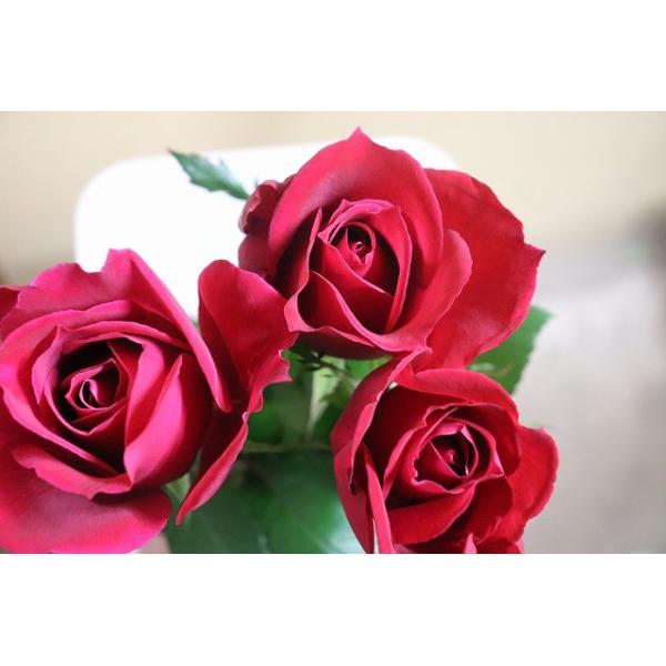 １９ New バラ苗 切り花品種接ぎ木 マリウェーブ Kn２９ ２６２ ２ ３号 購入前に下記の重大なコツなどを読んでください Buyee Buyee Japanese Proxy Service Buy From Japan Bot Online