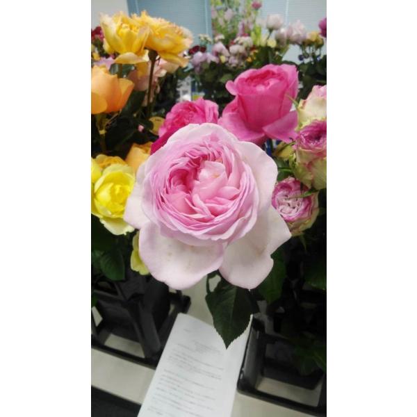 19/12/3up　■重大・・スマホでは下記に、パソコンでは左下少しスクロールして頂ければ、重大なコツなどを載せておりますので必ず注文前にお読みください22/4/22　現在お届けする商品は２〜３号の小さな剪定株ですが次第に４号ポットに植え替...