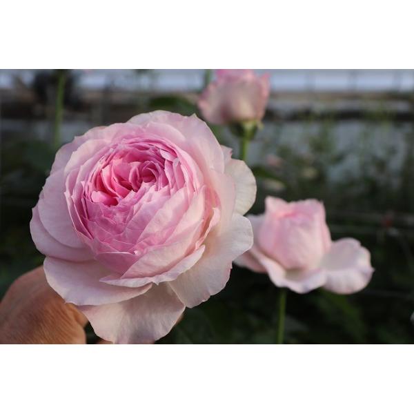 バラ苗 強香 イブ系 kn30-23 4号 今井清作出 切り花品種接ぎ木 バラ苗 強香 イブ系 kn30-23 4号 今井清作出 切り花品種接ぎ木