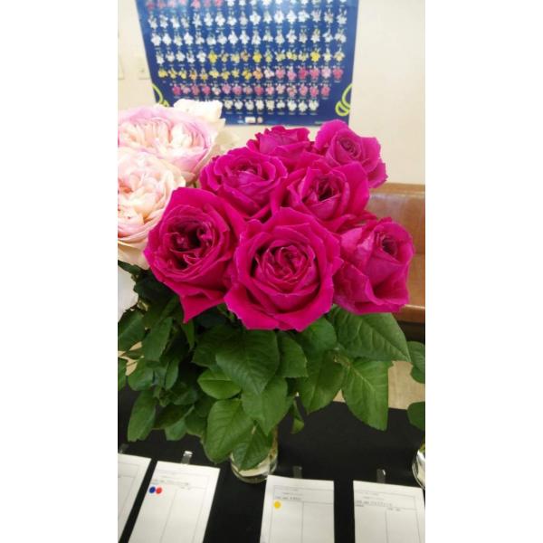 １９ New バラ苗 切り花品種接ぎ木 Kn５１１ ２ ３号 購入前に下記の重大なコツなどを読んでください Dejapan Bid And Buy Japan With 0 Commission