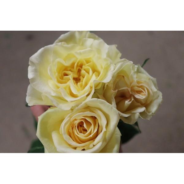 １９ New バラ苗 切り花品種接ぎ木 ナギササンセット２ ３号 購入前に下記の重大なコツなどを読んでください Buyee Buyee Japanese Proxy Service Buy From Japan Bot Online