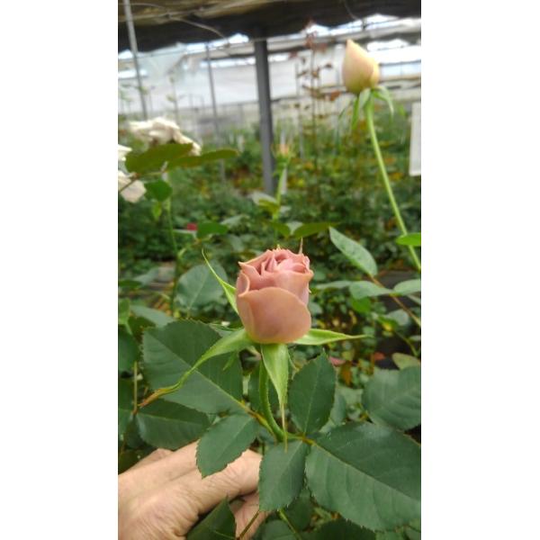 バラ苗・切り花品種接ぎ木 シュナーベル4号 今井清作出 切り花