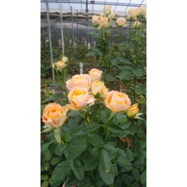 １９ New とげなし バラ苗 切り花品種接ぎ木 リトルジョア Spkn３０ ８０ ２ ３号 購入前に下記の重大なコツなどを読んでください Jauce Shopping Service Yahoo Shopping