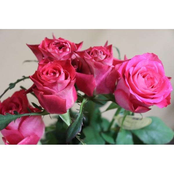 １９ New バラ苗 切り花品種接ぎ木 Kn２９ ９１ ２ ３号 購入前に下記の重大なコツなどを読んでください Buyee Buyee Japanese Proxy Service Buy From Japan Bot Online