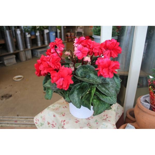 シクラメン5号鉢 みんな探してる人気モノ シクラメン5号鉢