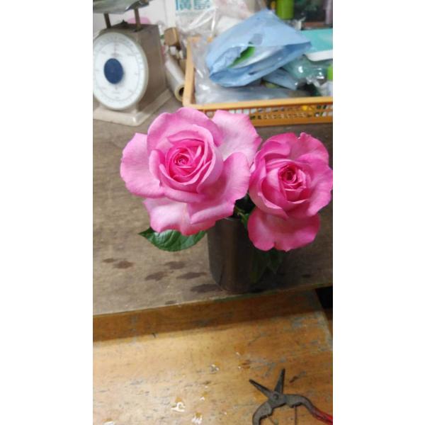 ２０ New 強香 イブ交配 バラ苗 切り花品種接ぎ木 Kn３０ ７１ ２ ３号 購入前に下記の重大なコツなどを読んでください Buyee Buyee 日本の通販商品 オークションの代理入札 代理購入