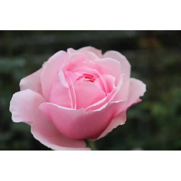 専用になりました。トルコ、薔薇4点 ひろ on X: 